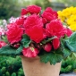Begonia  Fimbriata - rosa - pacchetto di 2 pezzi - Begonia Fimbriata