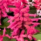 Raudonžiedis šalavijas - rožinis - 84 sėklos - Salvia splendens