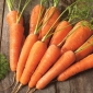 Valgomosios morkos -  Nantes Polana - 5100 sėklos - Daucus carota