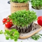 Korianteri - Microgreens - 400 siemenet - Coriandrum sativum