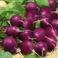 Radish "Viola" - vividly purple peel - 425 seeds