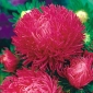 바늘 - 꽃잎 애 스터 "잉가"- 핑크 - 레드, 키가 다양한 - 450 종자 - Callistephus chinensis  - 씨앗