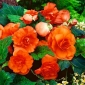 Бегония Голям Цветна Двойна Оранжева - 2 луковици - Begonia ×tuberhybrida