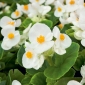 Semi di Begonia White Wax - Begonia semperflorens - 1200 semi
