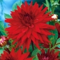 Dahlia Cactus - rød