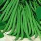 矮小的绿色法国豆“Delinel” - Phaseolus vulgaris L. - 種子
