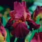 Iris - burdeos - Iris germanica