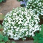 Lobelia Riviera sementes Brancas - Lobelia erinus - 3200 sementes