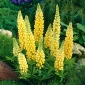 Csillagfürt - sárga - Yellow - Lupinus hybridus