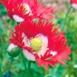 Opium poppy "bendera Denmark", poppy Breadseed - 1000 biji - Papaver somniferum