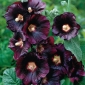 Črna semena rože - Althaea rosea var. črna - 35 semen - Alcea rosea var. Nigra