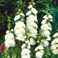 Biji Double White dari Hollyhock Chater - Althea rosea fl. pl. - 50 biji - Althaea rosea