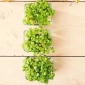 Microgreens  - レモンバジル "Mrs Burns"  - 特別な味の若い葉 -  1950年の種 - Ocimum citriodorum - シーズ