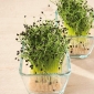 Microgreens  - 冬葱 - 年轻的叶子，味道特别 - Allium fistulosum  - 種子