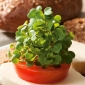 Microgreens - Zelený kale - mladé listy s výnimočnou chuťou - 900 semien -  - semená