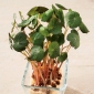 Microgreens - Dwarf nasturtium - jonge bladeren met een unieke smaak - 160 zaden - 
