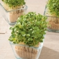 Microgreens - רקטה, ארוגולה - עלים צעירים עם טעם יוצא דופן - 620 זרעים - Eruca vesicaria