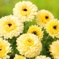 Pot Marigold Cream Beauty  seeds - Calendula offficinalis - 240 seeds