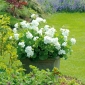 Gerānija - balts - 10 sēklas - Pelargonium L'Hér.