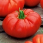 گوجه فرنگی غول پیکر "Brutus" - میوه با وزن بیش از 2 کیلوگرم - Lycopersicon esculentum Mill  - دانه