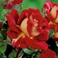 Роза с едри цветя, кремаво-бяло-червена - разсад в саксия - 