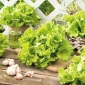 Ledena salata "Splendor" - 180 sjemenki - Lactuca sativa L.  - sjemenke