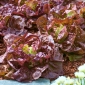 BIO - Butterhead lettuce - certified organic seeds - 450 seeds