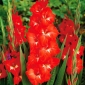 Gladiolus, Gladiole, Schwertblume Traderhorn - 5 Zwiebeln