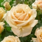 Rose à grandes fleurs - écru foncé - semis en pot - 