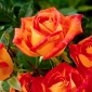 Rosa de flores grandes - naranja-rojo - plántulas en maceta - 