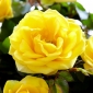 Krūmu rožu - dzeltenā krāsā - stādīts pods - 