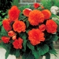 Begonia Fimbriata - naranja - paquete de 2 piezas