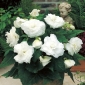 Бегонія Великий квітучий подвійний білий - 2 лампи - Begonia ×tuberhybrida 