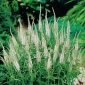 Vārpu veronika - balts - Veronica spicata
