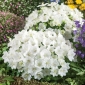 الكاربات الجريس - أبيض متنوعة ، Tussock Bellflower ، الكاربات Harebell - 3000 البذور - Campanula carpatica - ابذرة