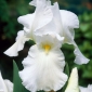 Saksankurjenmiekka - valkoinen - Iris germanica