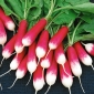 大根の「Opolanka」 - 中くらいの長さ、赤、白の根 -  850種子 - Raphanus sativus L. - シーズ