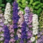 Larkspur "Pacific Giant" - variety mix - 198 seeds
