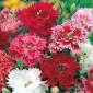 Duha růžová - dvojitá směs; Čína růžová - 495 semen - Dianthus chinensis - semena