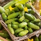 Cucumber "Vert Petit de Paris" - field, pickling variety