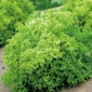Kerti saláta - Foliosa - Rekord - 900 magok - Lactuca sativa var. foliosa
