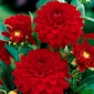 Dahlia Red - čebulica / gomolj / koren