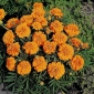 French marigold "Kora" - low-growing, orange-flowered