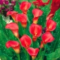 Tölcsérvirágok - Piros - Zantedeschia