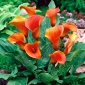 Tölcsérvirágok - Narancs - Zantedeschia