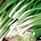 หัวหอมฤดูหนาว "Winter Nest" - 900 เมล็ด - Allium fistulosum 