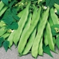 드워프, 녹색 콩 "Admires" - Phaseolus vulgaris L. - 씨앗