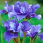 Dvoukvětá sibiřská duhovka - Concord Crush; sibiřská vlajka - Iris sibirica