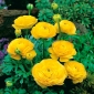 Ranunkel - gul - pakke med 10 stk - Ranunculus