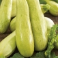 Zucchino - Wanda - Cucurbita pepo  - semi